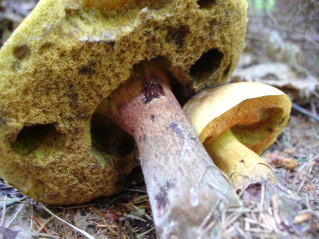 Arrivano i Boletus 09-07-2006